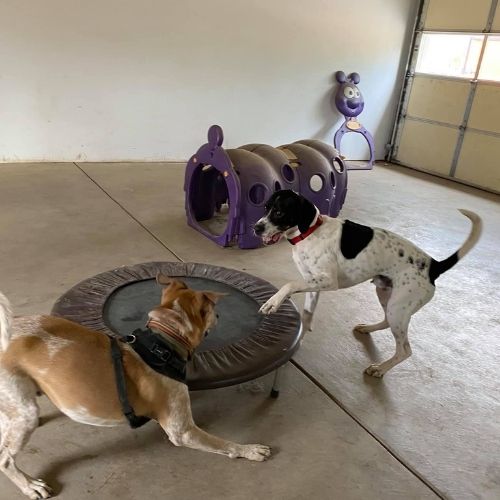 Home dog daycare near hot sale me