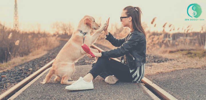 dog board, dog training, zen doggy den, denver, colorado, train, train dog