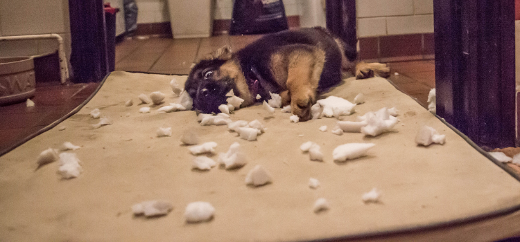 some new puppy behaviors including chewing everything up just like this puppy