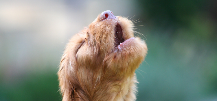 new puppy howling