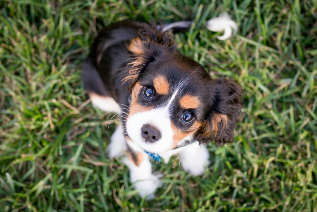 Group Puppy Training at Zen Doggy Den