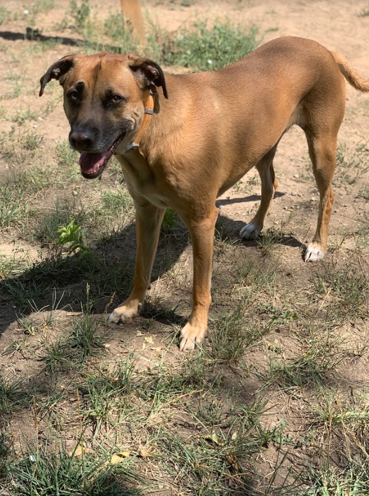 Happy dog enjoying the outdoors at daycare. Zen Doggy Den.