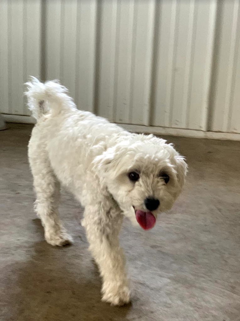 Happy dog at dog daycare. Zen Doggy Den.