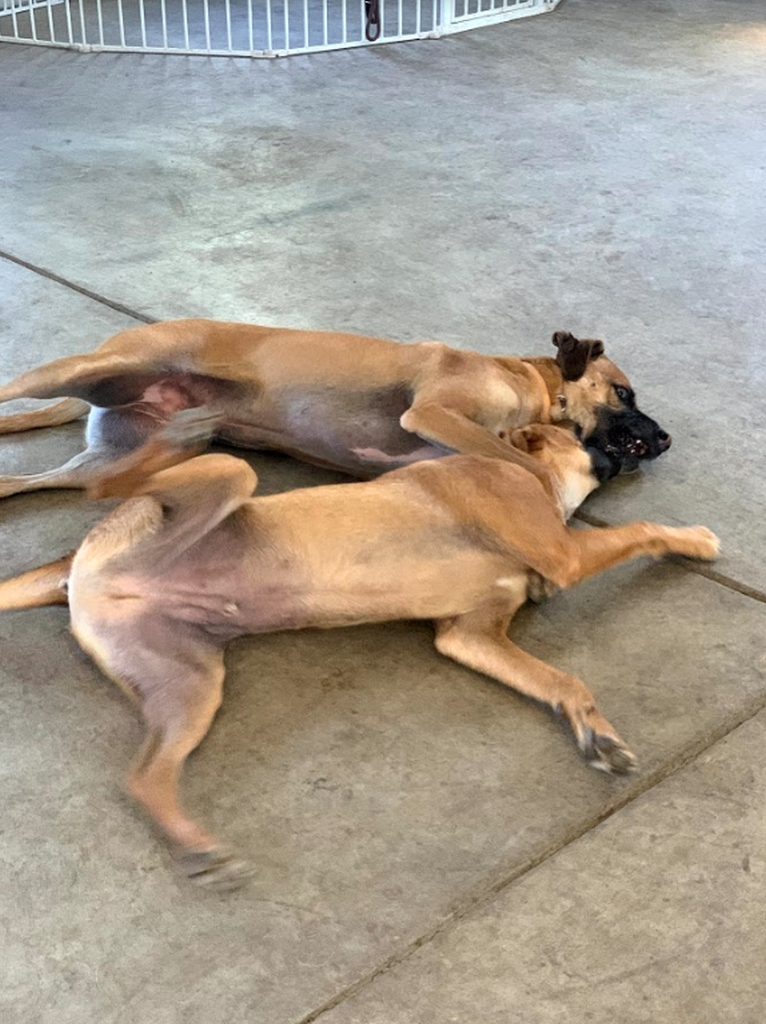 dogs playing at dog daycare. Zen Doggy Den