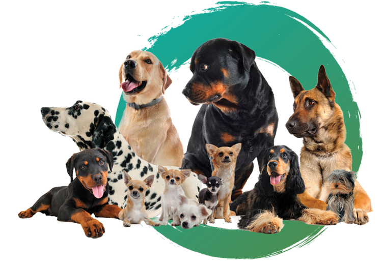 About Zen Doggy Den of Wheatridge, CO serving the Denver area.