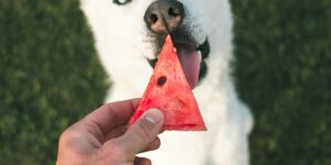 End of summer in Wheat Ridge is better with a dog who actually listens. Here is how dog obedience training and a board and train program changes everything.