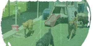 dog boarding training cost