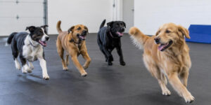 dog care center