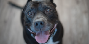 canine behavioral training