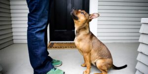 in home personal dog trainer near me