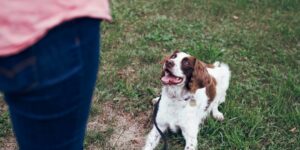 reactive dog training classes