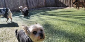 Colorado dog daycare services