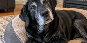 denver senior dog care