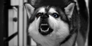 dog aggression behavior classes