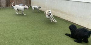 boulder dog boarding